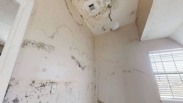 Best Mold Prevention Services  in Beach, ND