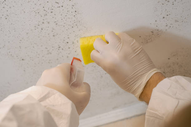 Best Industrial Mold Remediation  in Beach, ND