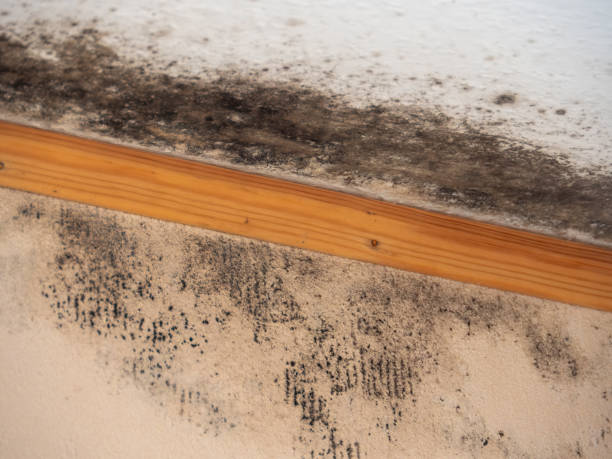 Mold Remediation for Vacation Homes in Beach, ND